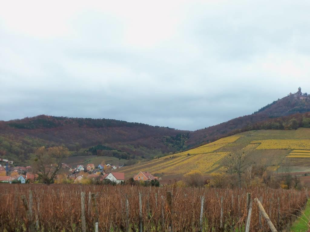 Apartment Route Du Vin Centre Alsace Orschwiller Rum bild